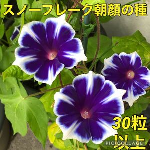 スノーフレーク朝顔 花の種