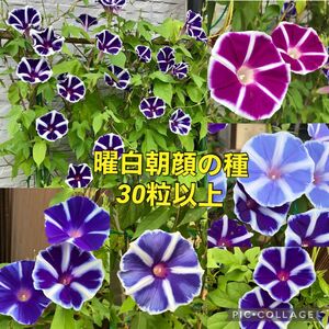 曜白アサガオ 花の種