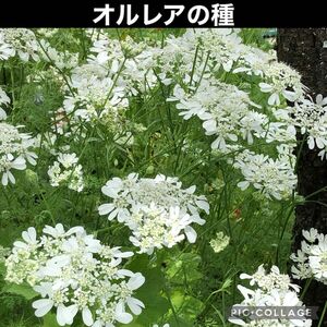 オルレア　花の種 ホワイトガーデン