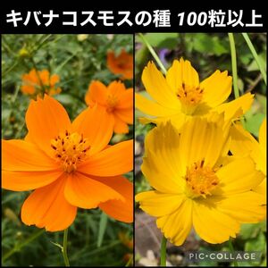 キバナコスモス 花の種