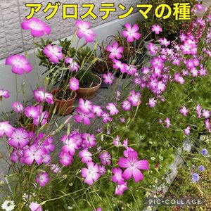 アグロステンマ 花の種