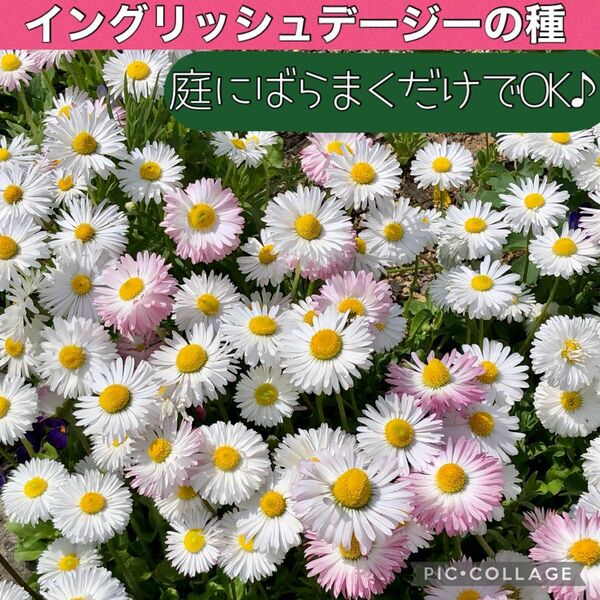 イングリッシュデージー 花の種