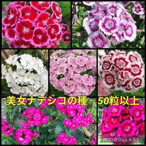 美女ナデシコ 花の種