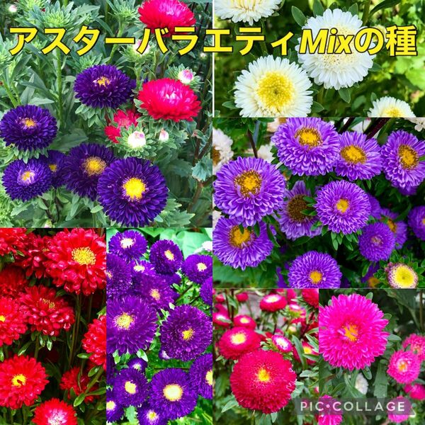 アスター 花の種 花色MIX