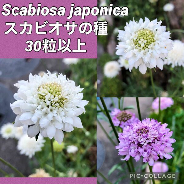 スカビオサ　花の種