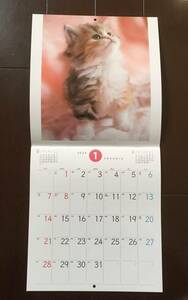 新品★CAT　猫　2024年壁掛けカレンダー　写真/坂東寛司