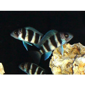 ★即決★熱帯魚★ フロントーサ シクリッド ±3-4cm