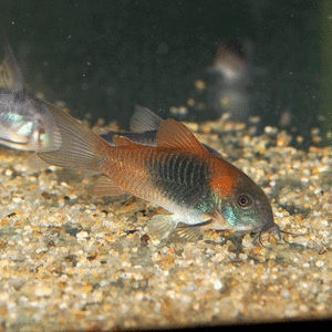 * prompt decision * Corydoras benezela orange tropical fish namaz