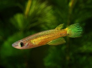 ★即決★熱帯魚★ ゴールデンパンチャックス ３匹セット ±4cm イエローパンチャックス アプロケイルス・リネアータス