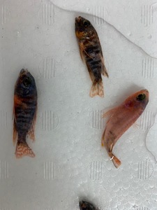 ★即決★熱帯魚★ファイブカラーピーコックシクリッド ３匹セット ±4-5cm