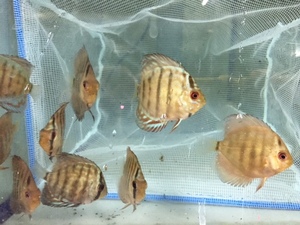 ★即決★熱帯魚★ レッドロイヤルブルーディスカス ±４-５ｃｍ　1匹