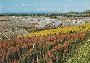 ☆◎ 渥美半島 ◎　【土田暖地温室園芸】◇絵葉書◇愛知県　田原市 ◇