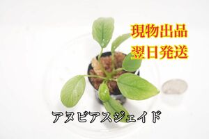 No.2 アヌビアスジェイド