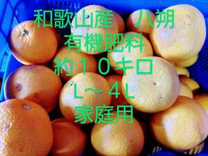 ◆和歌山◆若干わけあり、家庭用、八朔　はっさく　ハッサク 10キロ◆有機肥料 大きさ色々（L～４L）