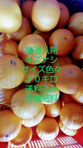 ◆送料込み◆和歌山◆キズ無し八朔　はっさく　ハッサク 10キロ◆有機肥料 大きさ色々　