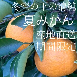 夏みかん【産地直送・期間限定】冬空の下の清純