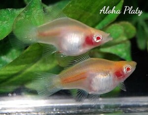 ★Aloha Platy★RRE.A ショートボティホワイトソード 3匹セット★