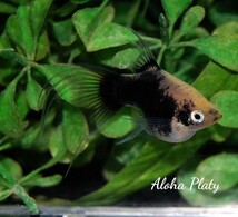 ★Aloha Platy★ライヤープラティ ショートボディ ベールテール ♀単品★_画像2