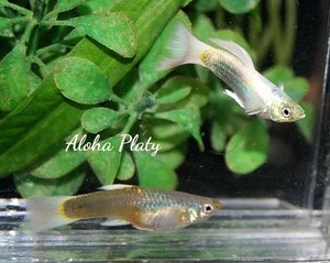 ★サンセットドイツイエロー ガルウィング系統 ペア＋リボン♀2の4匹セット★Aloha Platy★