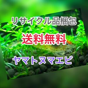 ヤマトヌマエビ　30(25＋5匹死着保証)＋αオマケ 水槽 淡水エビ餌　セール　匿名配送　高知産　リサイクル梱包　送料無料　ランダムサイズ