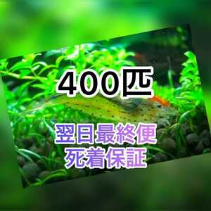 高知県産　ヤマトヌマエビ　400(370＋30匹死着保証)＋α苔取り 水槽 淡水エビ 釣り餌　釣餌　釣り 餌　セール品　水草　水草水槽　藻生き餌