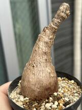 フィランサス ミラビリスPhyllanthus mirabilisコーデックス 塊根発根済み植木鉢多肉植物 塊根植物 _画像3