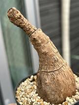 フィランサス ミラビリスPhyllanthus mirabilisコーデックス 塊根発根済み植木鉢多肉植物 塊根植物 _画像1