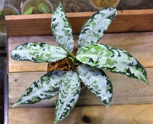 アグラオネマ ピクタム【LA0913-1ss】 Aglaonema pictum LA便　 