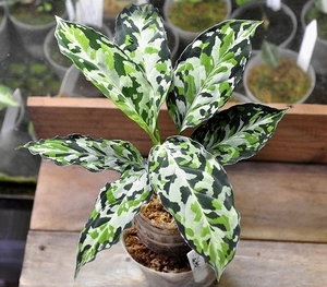 アグラオネマ ピクタム ”ラプラス” 箱個体【AZ0213-5c】 Aglaonema pictum Laplace UC 