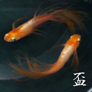 【盃メダカ】神皇(しんこう)メダカ■まるで熱帯魚■東天光バタフライ×卑弥呼■説明文をお読み下さい