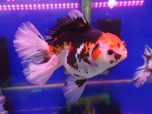 金魚　オランダ　トリカラー　極上　15㎝前後