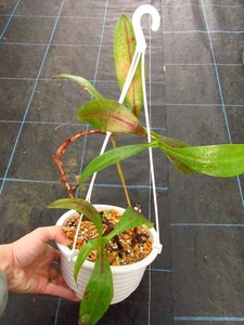 食虫植物　ネペンテス　Nepenthes 'Dashy Koto'