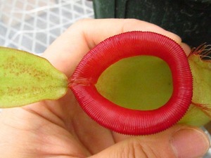 食虫植物　ネペンテス　サチコ　オリジナルクローン(Nepenthes Sachiko original clone) 