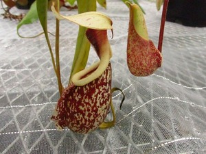 食虫植物　ネペンテス　Nepenthes rafflesiana cv.'Koshikawa'