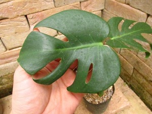 モンステラ　デリシオーサ　コンパクトフォーム(Monstera deliciosa var.Compactform)