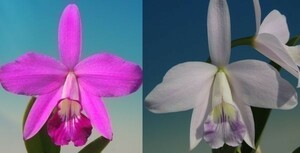 T♪洋蘭　Cattleya sincorana x sib.(`Devine' x coerulea`AA') 　 カトレア 　 洋ラン