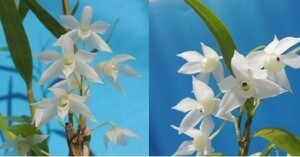 T♪洋蘭　 Dendrobium hercoglossum x sib.(album`White Angel' x `Snow Drop') デンドロビューム　 洋ラン