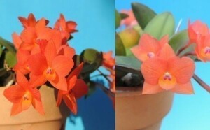 T♪年始１円スタート小型洋蘭　ラストCattleya cernua x sib. (`Pixie' HCC/JOS x `Benimaru' BM/JOGA ) 　その２　カトレア　 洋ラン