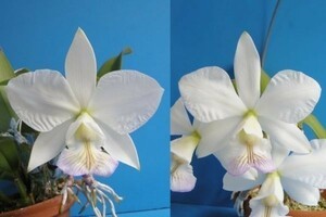 T♪洋蘭　 Cattleya nobilior f.semi-alba x sib. ( 'Itsukushima' × 'Miyajima) カトレア 　 洋ラン