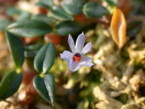 T♪年始１円スタート小型洋蘭　Dendrobium parvulum 'Violet Blue' 　 洋ラン