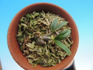 T♪年始１円スタート小型洋蘭　Dendrobium fuscifaucium 　 洋ラン