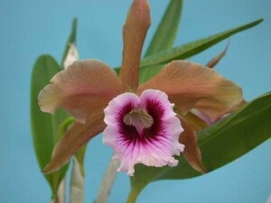 T♪洋蘭　 Cattleya tenbrosa x sib('Fumacina Fujita ' x 濃色個体)　　その１　カトレア 　 洋ラン