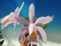 T♪洋蘭　Cattleya Memoria Frank McNally (schilleriana x forbesii　Pink Type) 　 カトレア 　 洋ラン_画像1