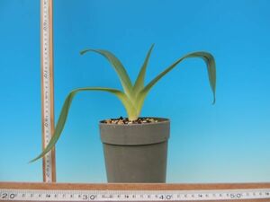 T♪洋蘭　Paphiopedilum kolopakingii リーフスパン約４０ｃｍ　 パフィオ　 洋ラン