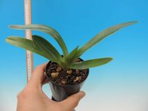 T♪洋蘭　Paphiopedilum villosum var. boxallii fma. atratum('Black Knight' x 'Black Mountain' ) パフィオ　 洋ラン_画像3