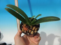 T♪洋蘭　Paphiopedilum wilhelminae x sib. ('Bear' SM/TPS x 'Will-2' BM/TOGA) パフィオ　 洋ラン_画像2