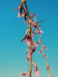 T♪年始１円スタート小型洋蘭　Bulbophyllum saltatorium　 洋ラン
