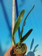T♪洋蘭　 Cattleya purpurata x sib.(mandaiana x alba`Yoko') カトレア 　 洋ラン_画像4