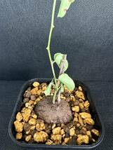 No.458 亀甲竜（ディオスコレア・エレファンティペス）Dioscorea elephantipes 塊根植物　珍奇　貴重　多肉植物_画像4