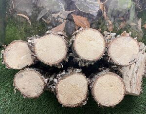 【KAZUOKI天然木】採りたて！☆適度な固さを好むオオクワガタ用産卵木（良）【ニクウスバタケのコナラ材】